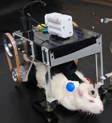Científicos locos implantan un cerebro de cyborg en una rata