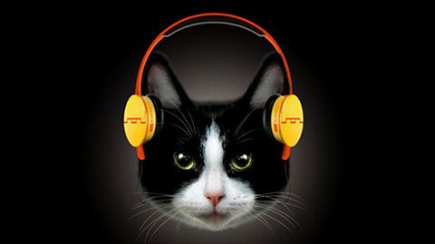 Audífonos exclusivos para gatos