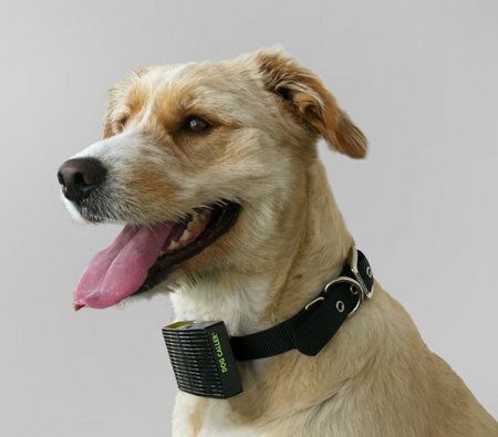 Nuevo collar que indica si tu perro sufre mucho calor