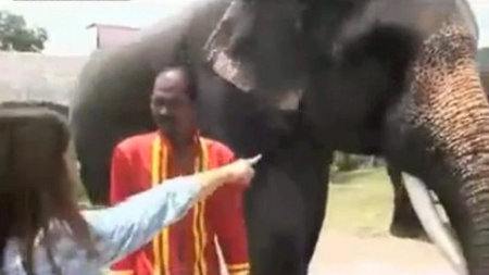 Elefante se come el iPhone de una turista
