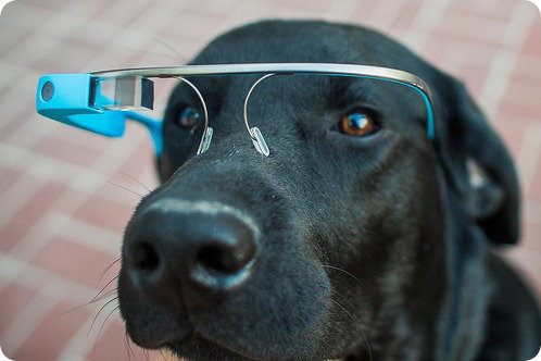 Los perros también podrán usar Google Glass